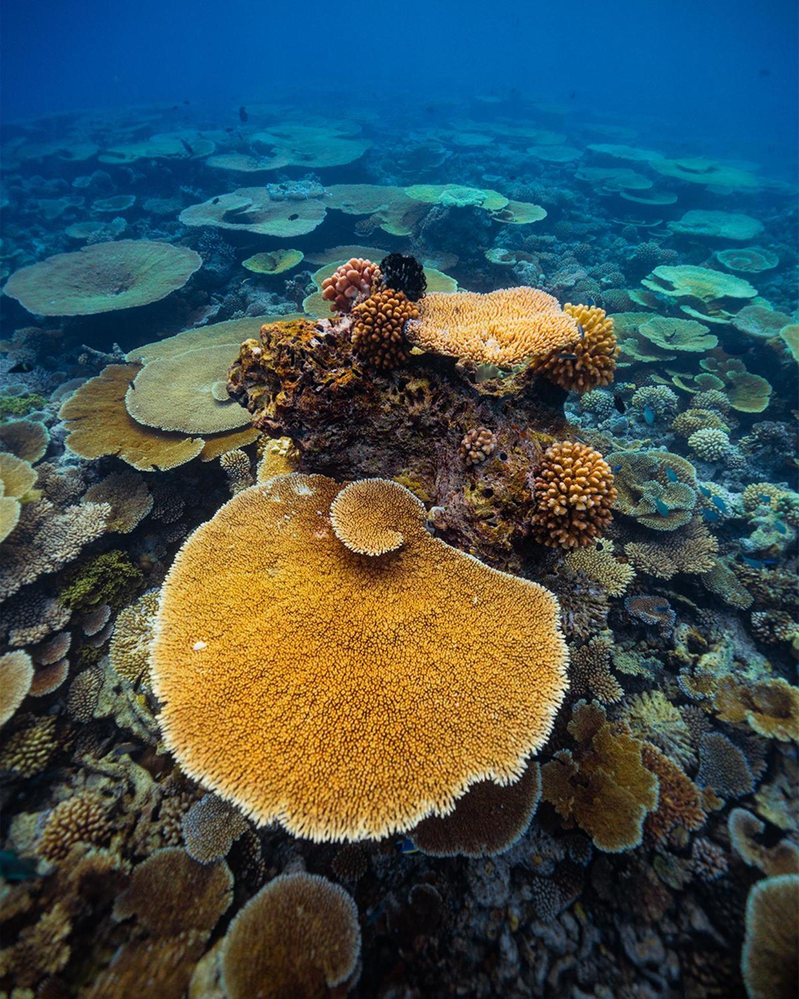 The Zen Den Otel Thulusdhoo Dış mekan fotoğraf